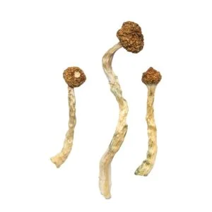 Champignons du volcan Arenal