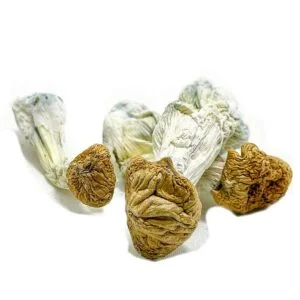 Champignons des dieux aztèques