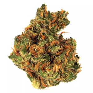 Moufette douce de l'île