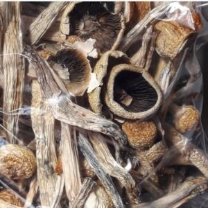 Champignons de l'envie du pénis | Champignons