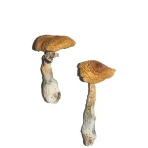Champignons de l'envie du pénis