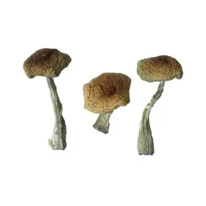 Champignon magique Psilocybe Aztecorum