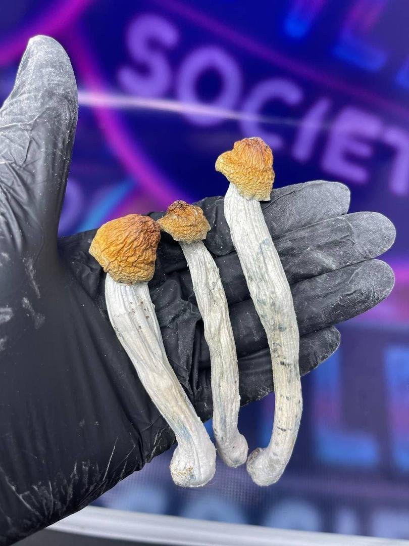 Acheter des champignons à Paris en ligne – Image 2