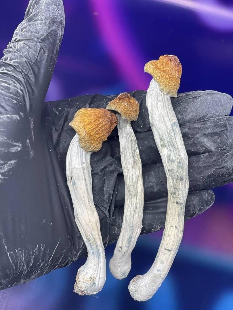 Acheter des champignons à Paris en ligne – Image 4